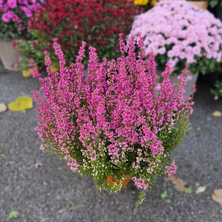 Bruyère fuchsia