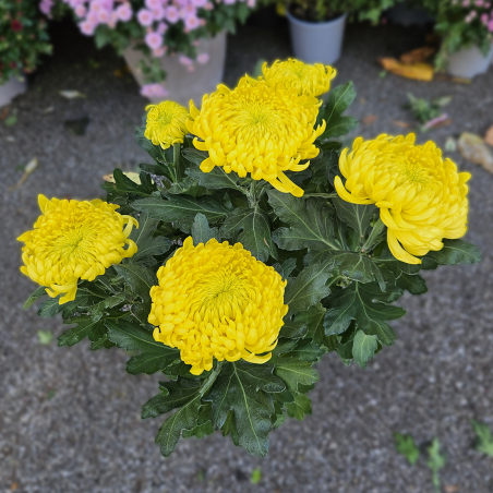 Chrysanthème GT jaune