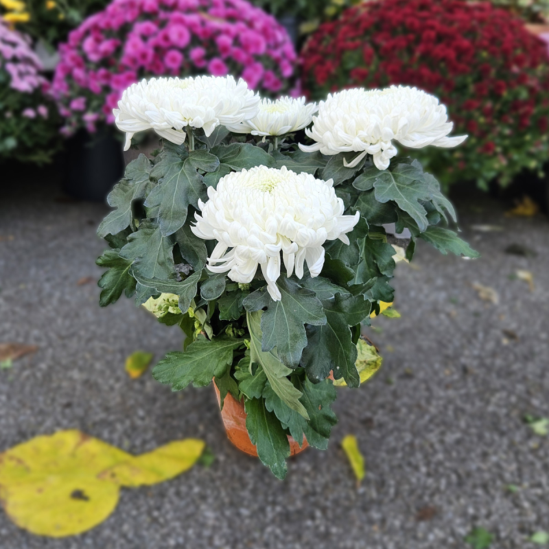 Chrysanthème GT blanc Chrysanthème GT blanc