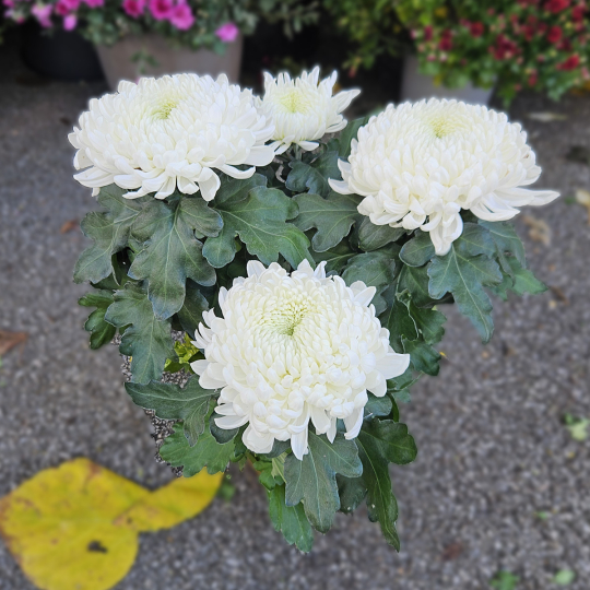 Chrysanthème GT blanc Chrysanthème GT blanc