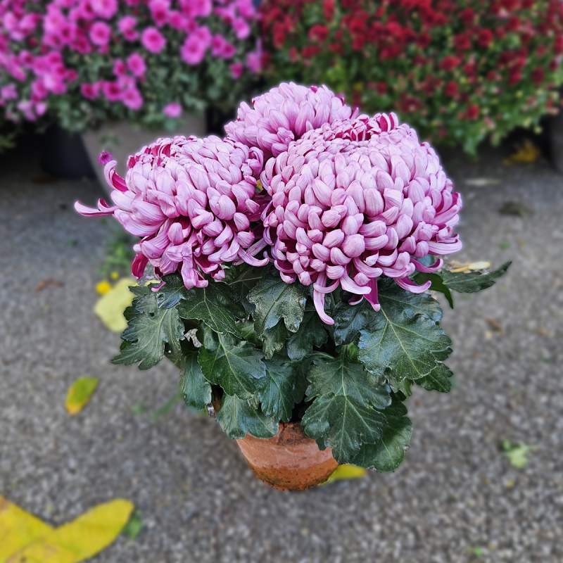 Chrysanthème GT violine Chrysanthème GT violine
