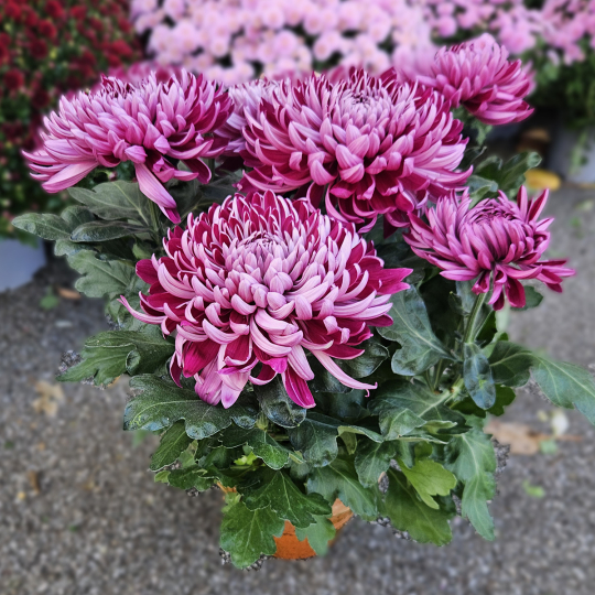 Chrysanthème GT violine Chrysanthème GT violine