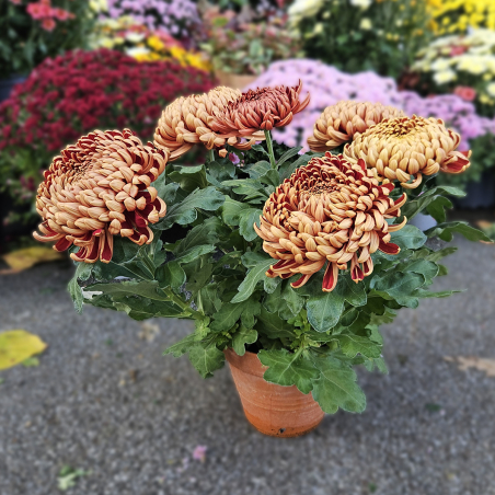 Chrysanthème GT mordoré