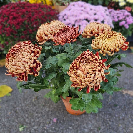 Chrysanthème GT mordoré