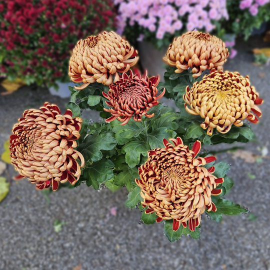Chrysanthème GT mordoré Chrysanthème GT mordoré