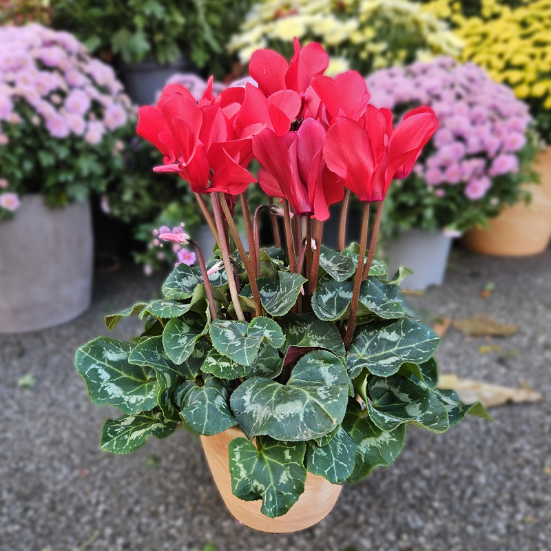 Cyclamen rouge Cyclamen rouge