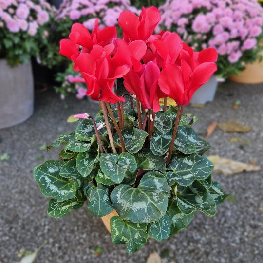 Cyclamen rouge Cyclamen rouge