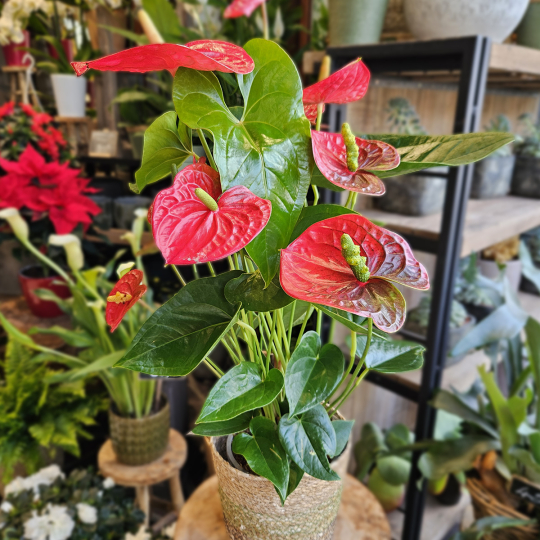 Anthurium