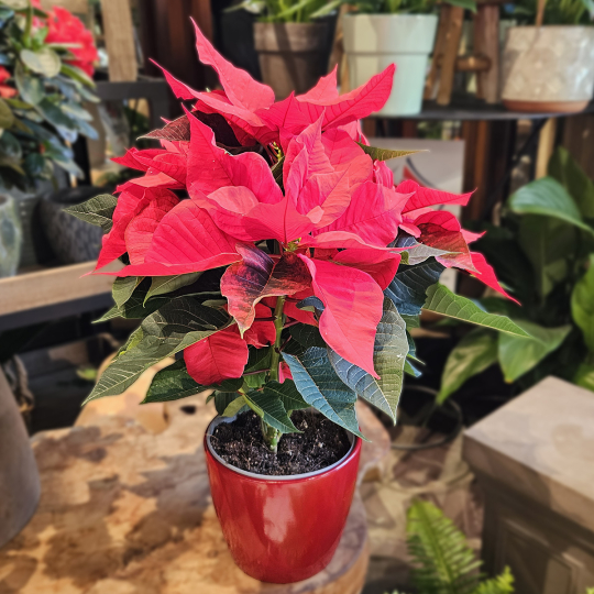 Poinsettia