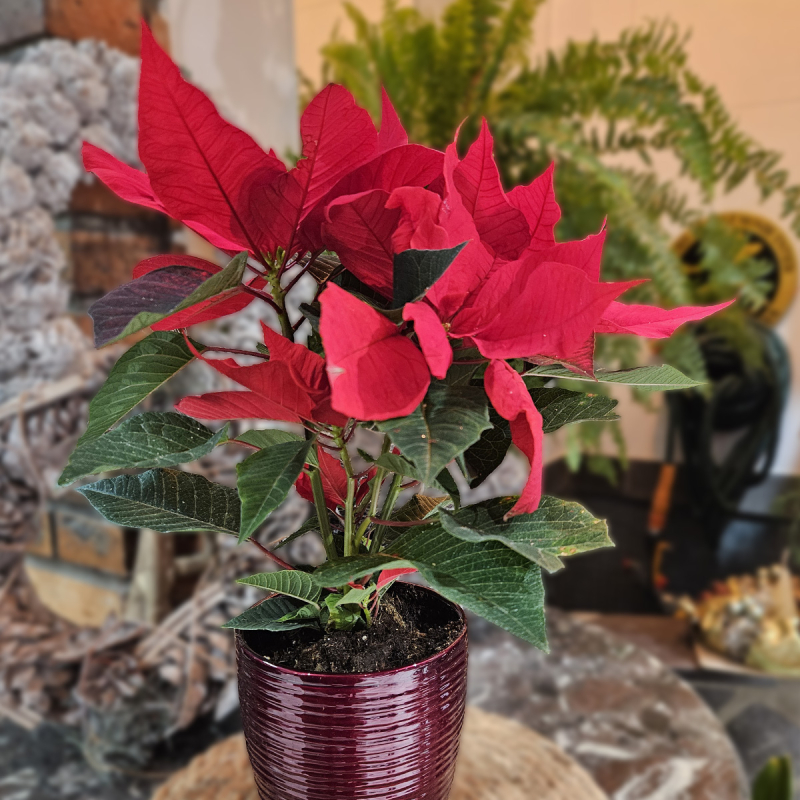 Poinsettia (petit)
