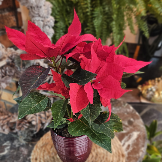 Poinsettia (petit)