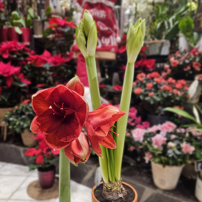 Bulbe d'Amaryllis rouge