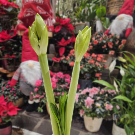 Bulbe d'Amaryllis blanc