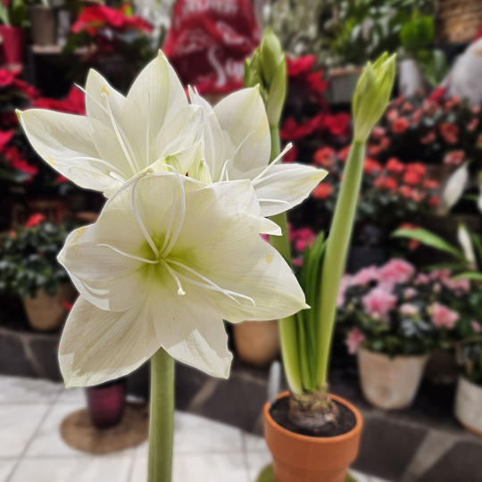 Bulbe d'Amaryllis blanc
