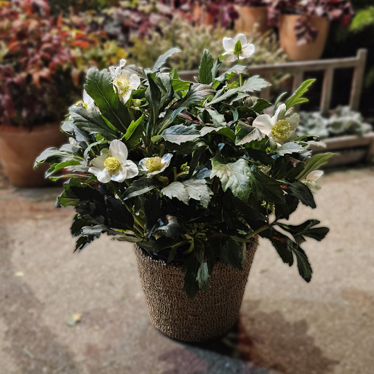 Hellébore blanche (grande)