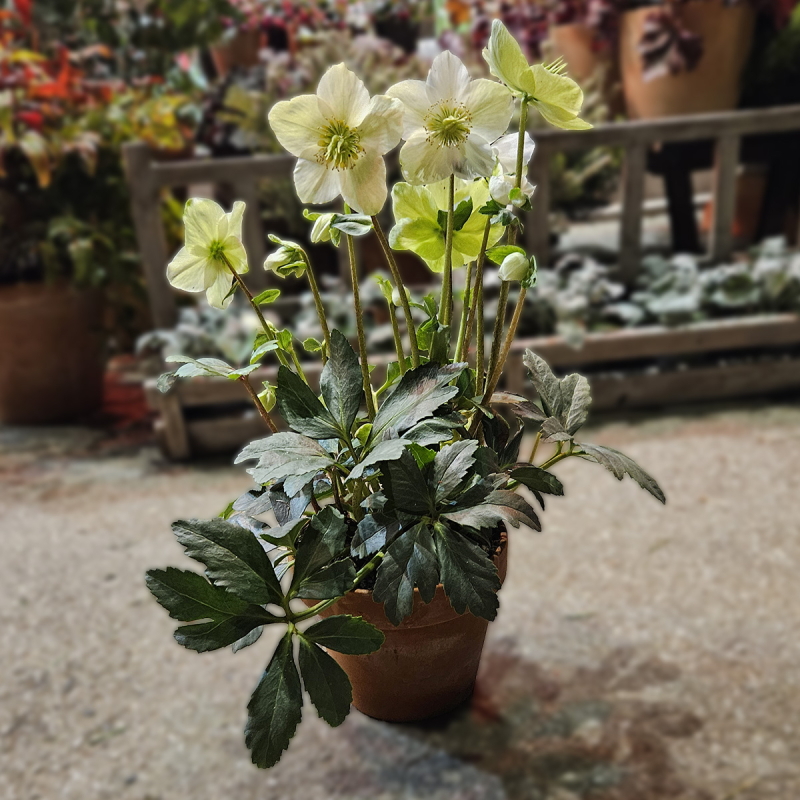 Hellébore blanche (petite)