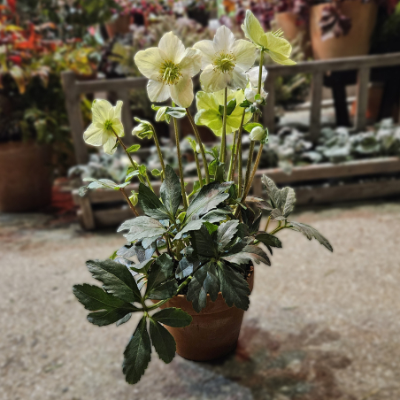 Hellébore blanche (petite)