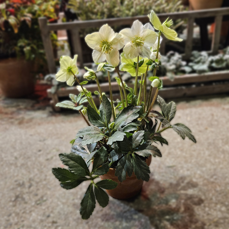 Hellébore blanche (petite)