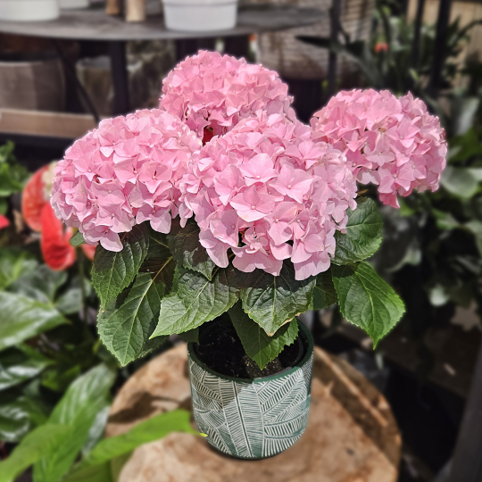 Hortensia rose