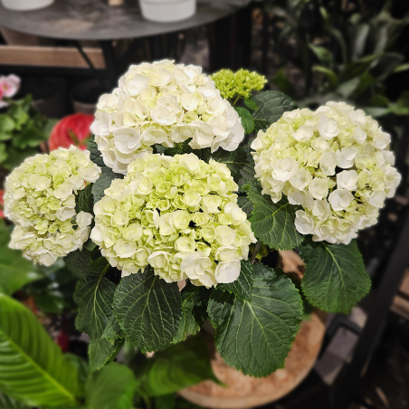 Hortensia blanc vert