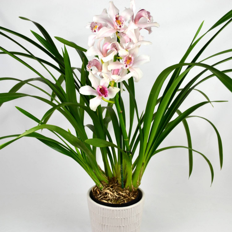Orchidée cymbidium blanc
