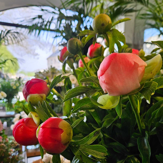 Pivoine Coral Sunset