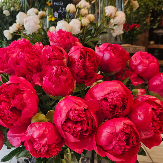 Pivoine Command Performance