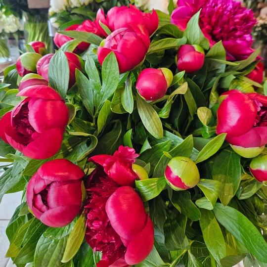 Pivoine Red Charm