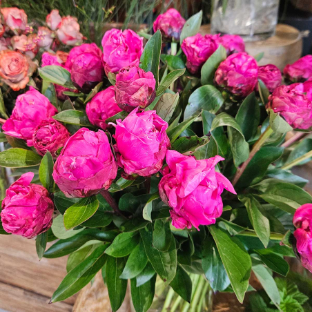 Pivoine Red Sarah