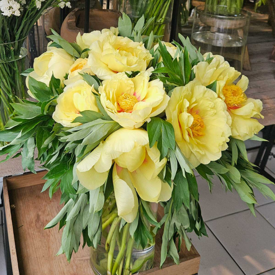 Pivoine Itoh Bartzella