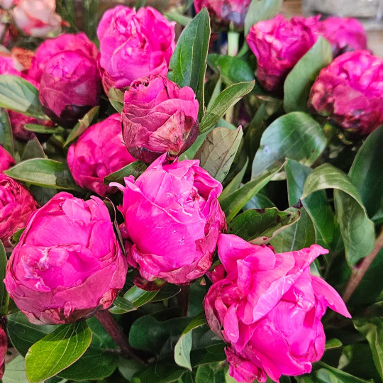 Pivoine Red Sarah