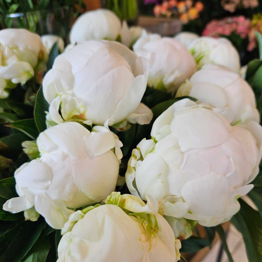 Pivoine Bowl of Cream