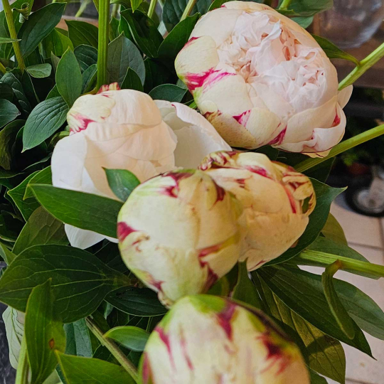Pivoine Odile