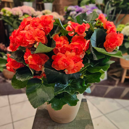 Bégonia