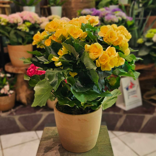 Bégonia