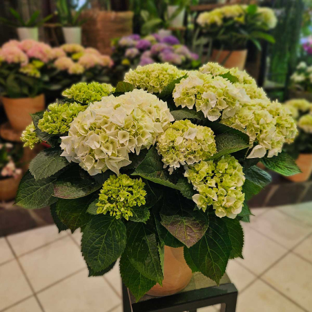 Hortensia blanc