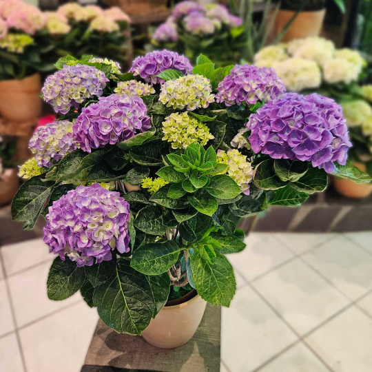 Hortensia bleu
