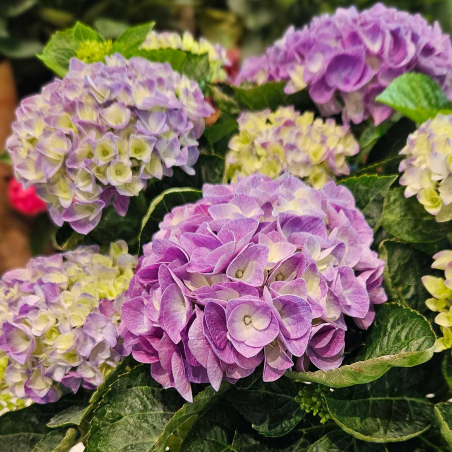 Hortensia bleu