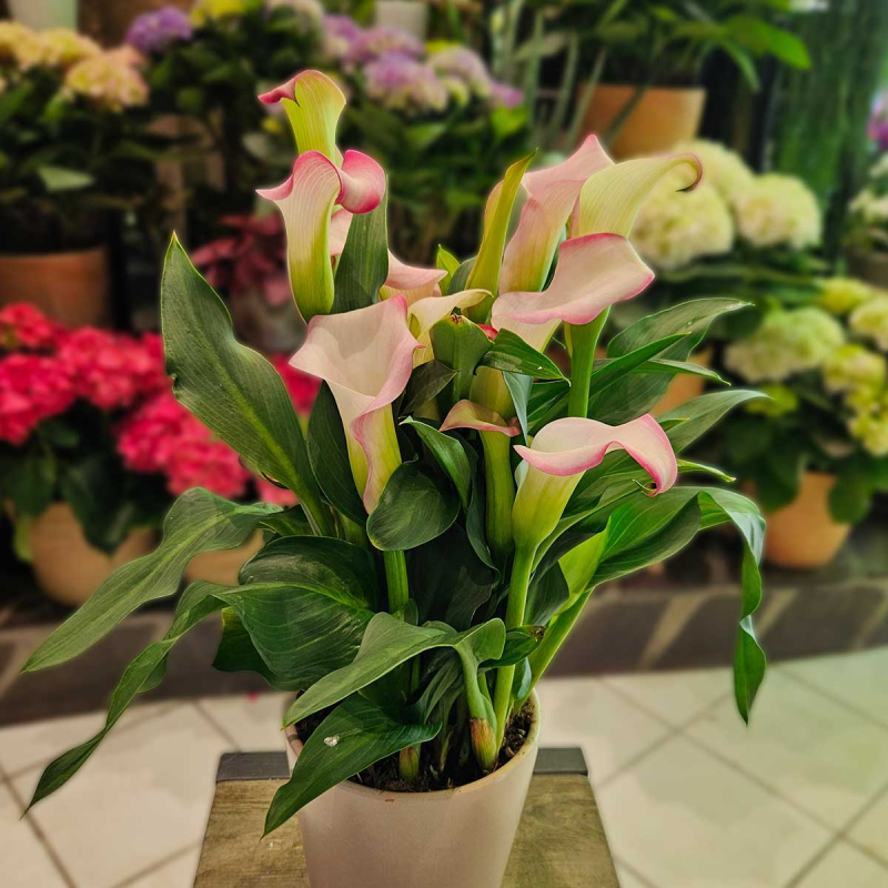Calla Zantedeschia rose clair Calla Zantedeschia rose clair