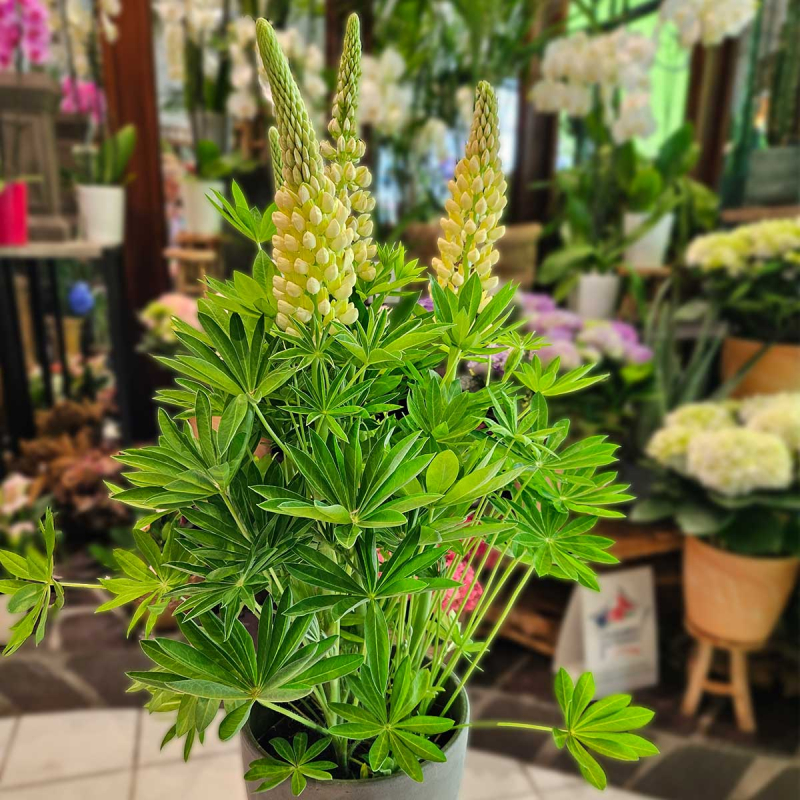 Lupin Lupin