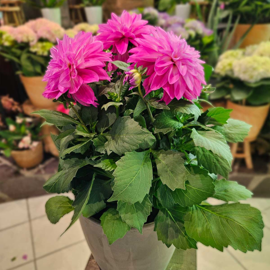 Dahlia rose