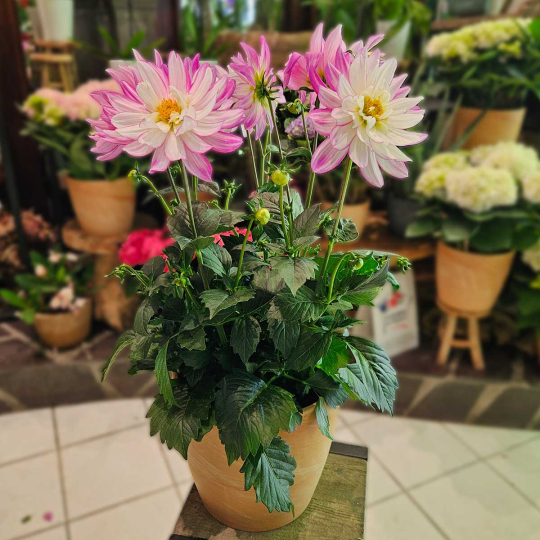 Dahlia rose et blanc