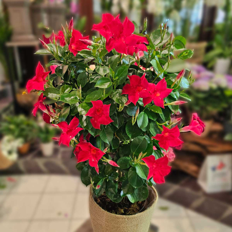 Dipladénia rouge