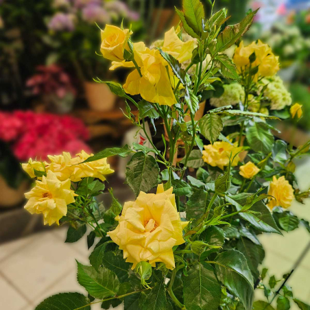 Grand rosier parfumé