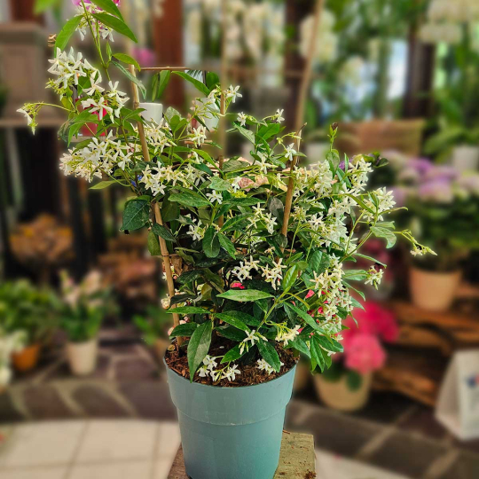 Jasmin étoilé 150 cm