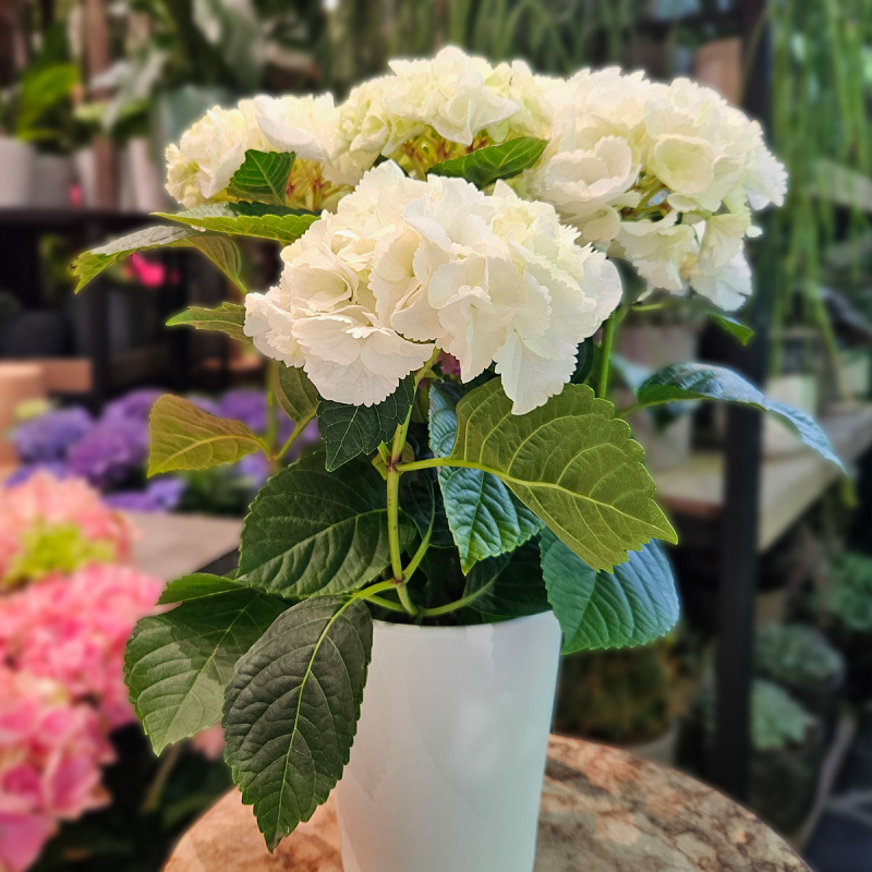Hortensia blanc en pot Hortensia blanc en pot