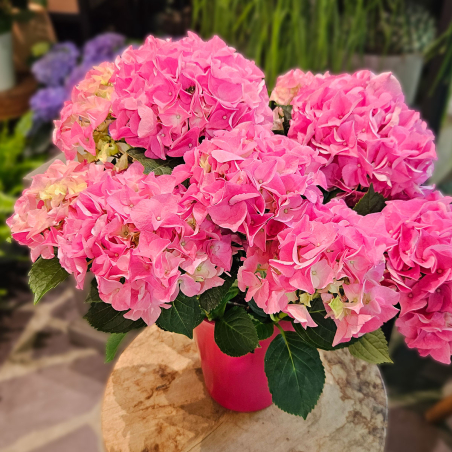 Hortensia rose en pot