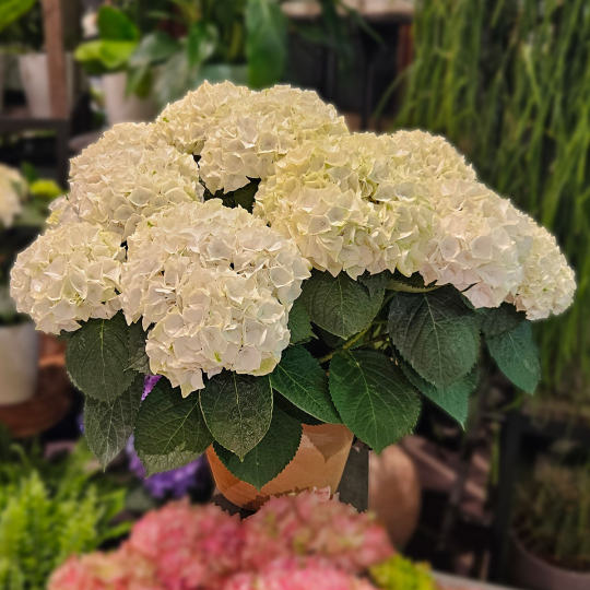 Grand Hortensia blanc