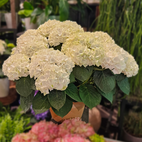 Grand Hortensia blanc