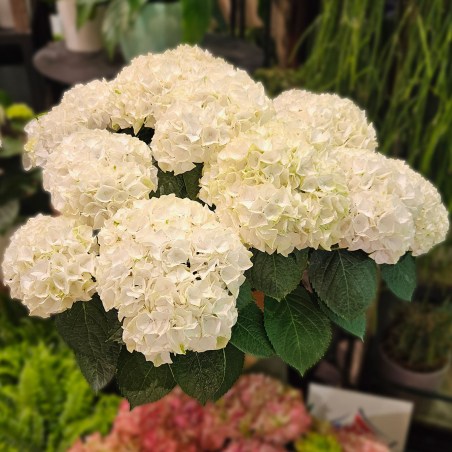 Grand Hortensia blanc